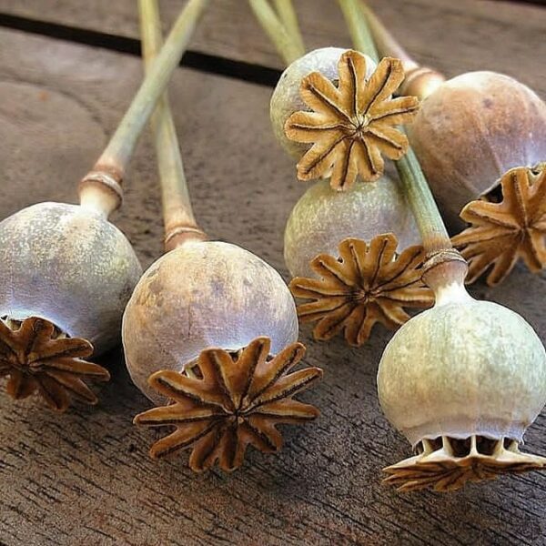 Nigella Poppy Pods