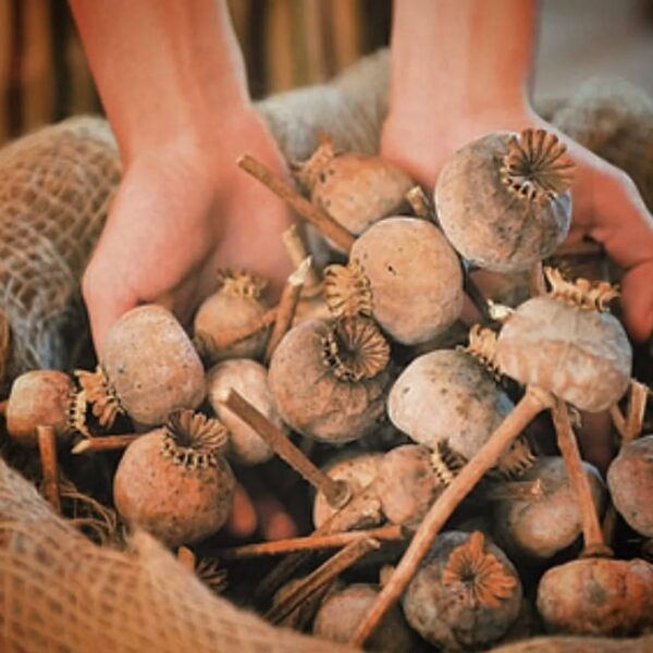 Natural Dried Poppy Pods Head Supplies ,wholesale poppy pods{1kg} - Image 2