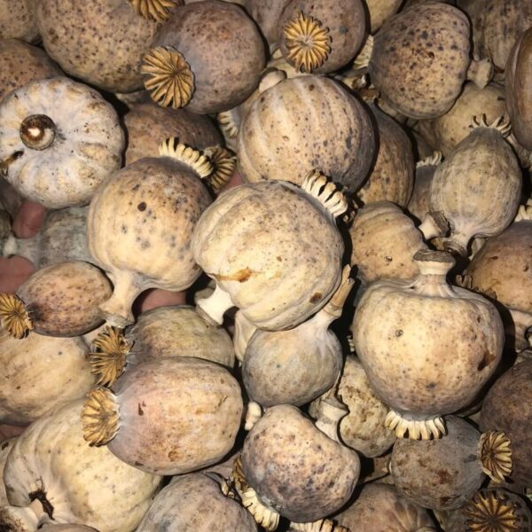 Natural Dried Poppy Pods Head Supplies ,wholesale poppy pods{1kg}